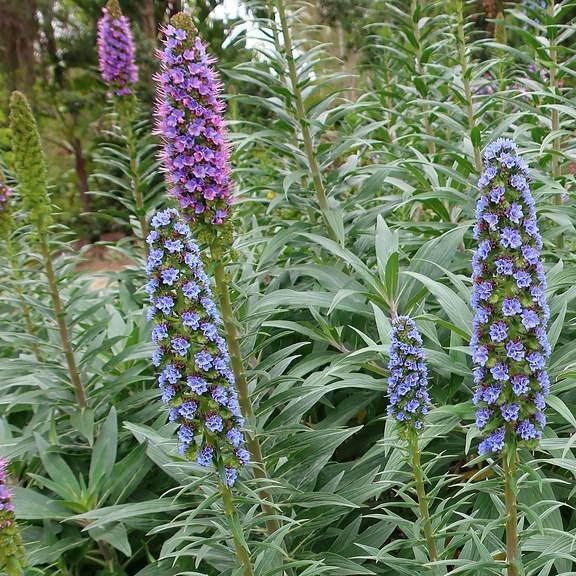 pride of Madeira (Echium candicans) plant — close-up photo