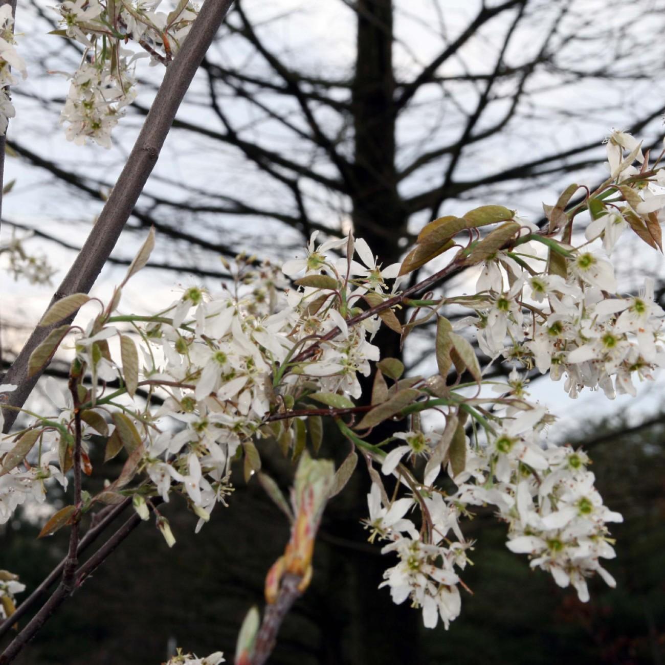 Princess Diana Serviceberry (Amelanchier x grandiflora 'Princess Diana') plant — close-up photo