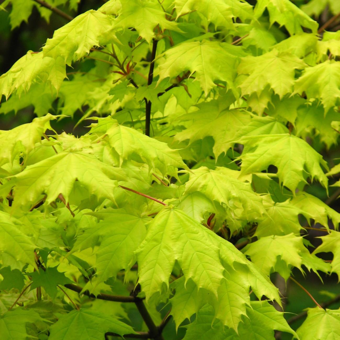 Princeton Gold Maple (Acer platanoides 'Princeton Gold') plant — close-up photo