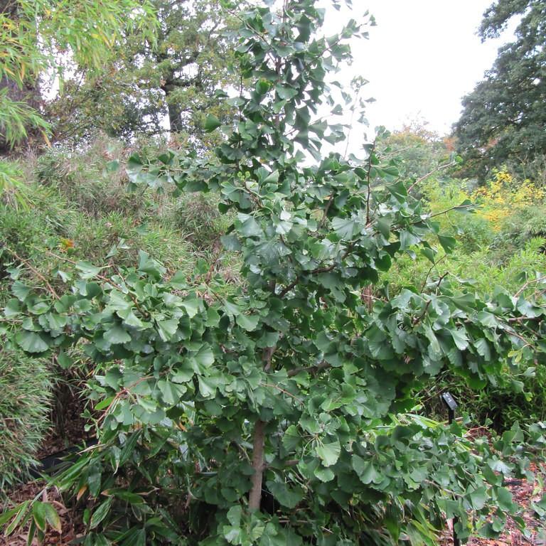 Princeton Sentry Ginkgo (Ginkgo biloba 'Princeton Sentry') plant — close-up photo