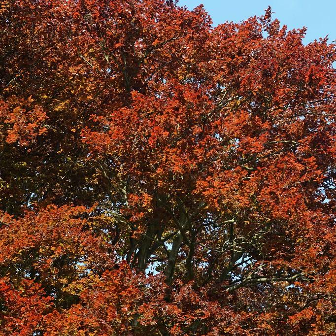 Purple Beech (Fagus sylvatica 'Purpurea') plant — close-up photo