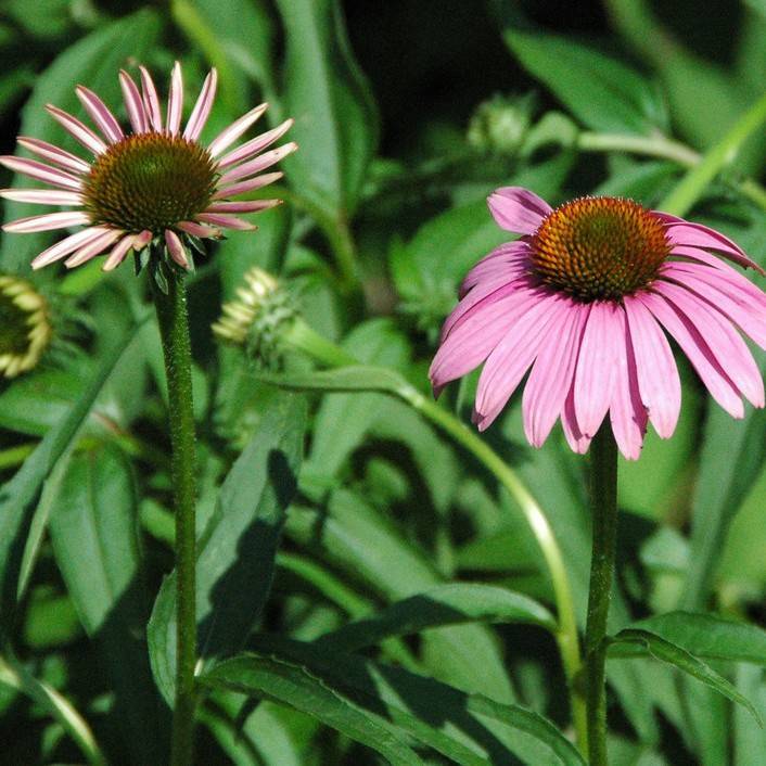 purple coneflower (Echinacea purpurea 'Leuchtstern' BRIGHT STAR) plant — close-up photo