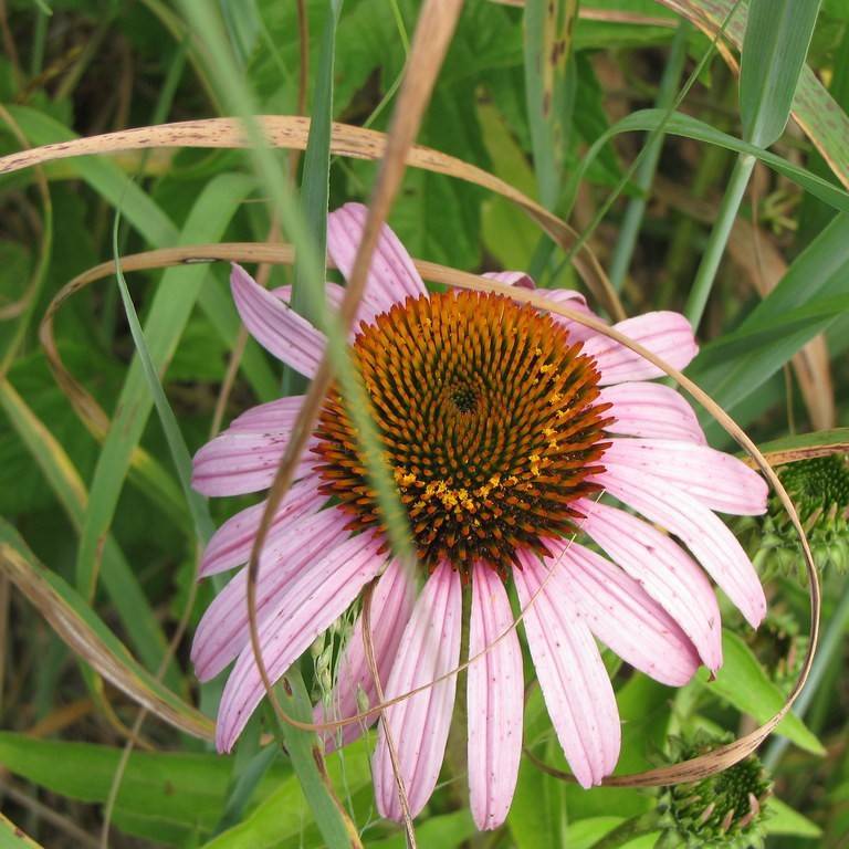 purple coneflower (Echinacea purpurea 'Norwhinat' WHITE NATALIE) plant — close-up photo