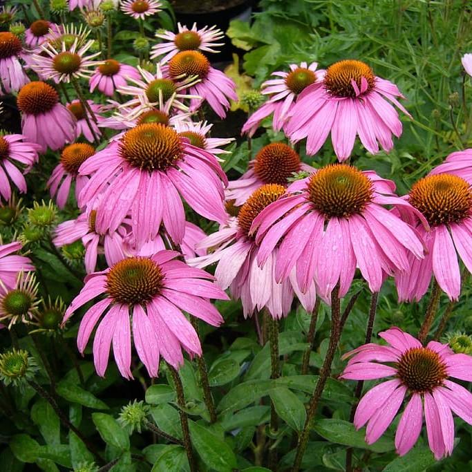 purple coneflower (Echinacea purpurea 'Primadonna Deep Rose') plant — close-up photo