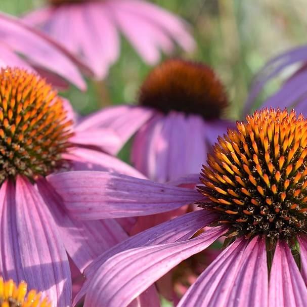 purple coneflower (Echinacea purpurea 'Springbrook's Crimson Star') plant — close-up photo