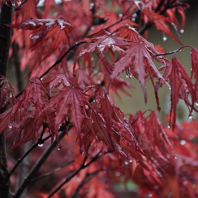 Purple Ghost Japanese Maple* (Acer palmatum 'Purple Ghost') plant — close-up photo