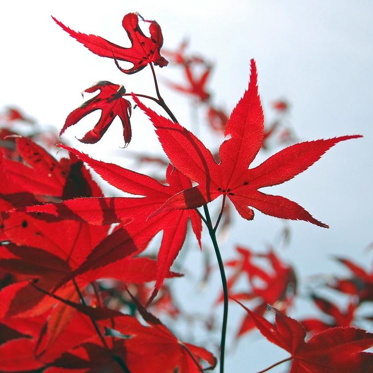 Purple-Leaf Japanese Maple (Acer palmatum 'Atropurpureum') plant — close-up photo