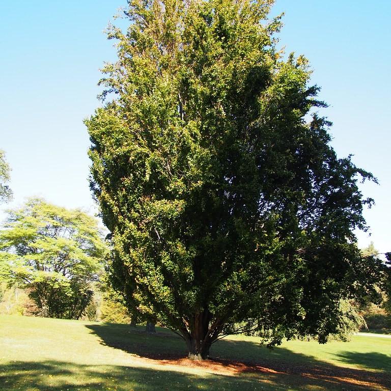 Pyramidal Beech (Fagus sylvatica 'Fastigiata') plant — close-up photo