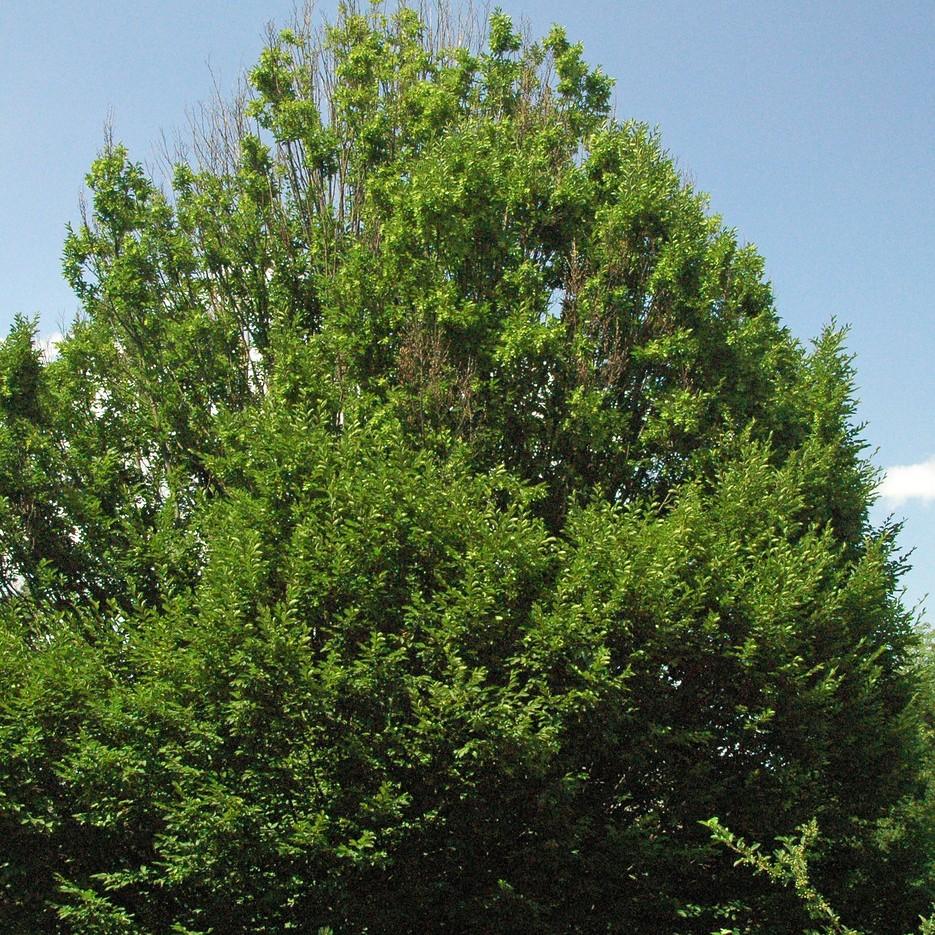 Pyramidal European Hornbeam (Carpinus betulus 'Fastigiata') plant — close-up photo