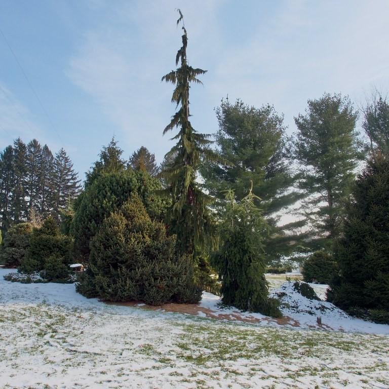 Pyramidalis Silver Fir (Abies alba 'Pyramidalis') plant — close-up photo