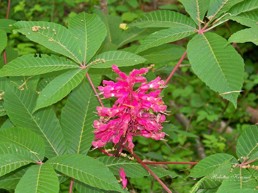 red buckeye (Aesculus pavia) plant — close-up photo