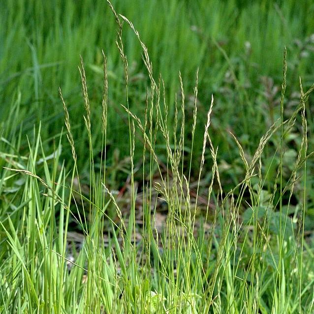 red fescue (Festuca rubra 'Pennlawn') plant — close-up photo