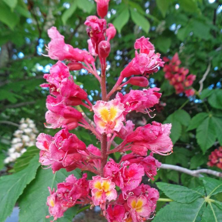 red horse chestnut (Aesculus carnea 'Briotii') plant — close-up photo