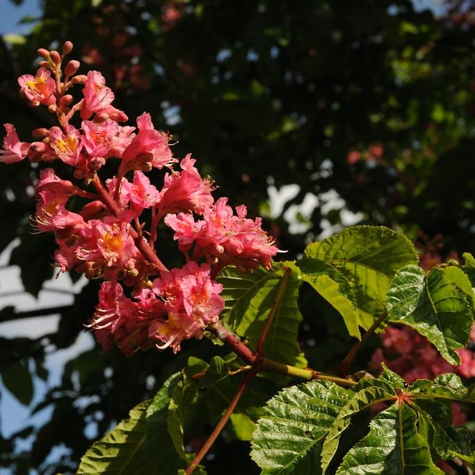 red horse chestnut (Aesculus carnea) plant — close-up photo