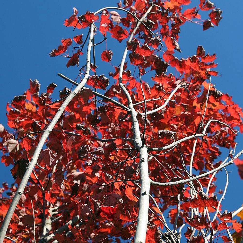 red maple (Acer rubrum 'Brandywine') plant — close-up photo