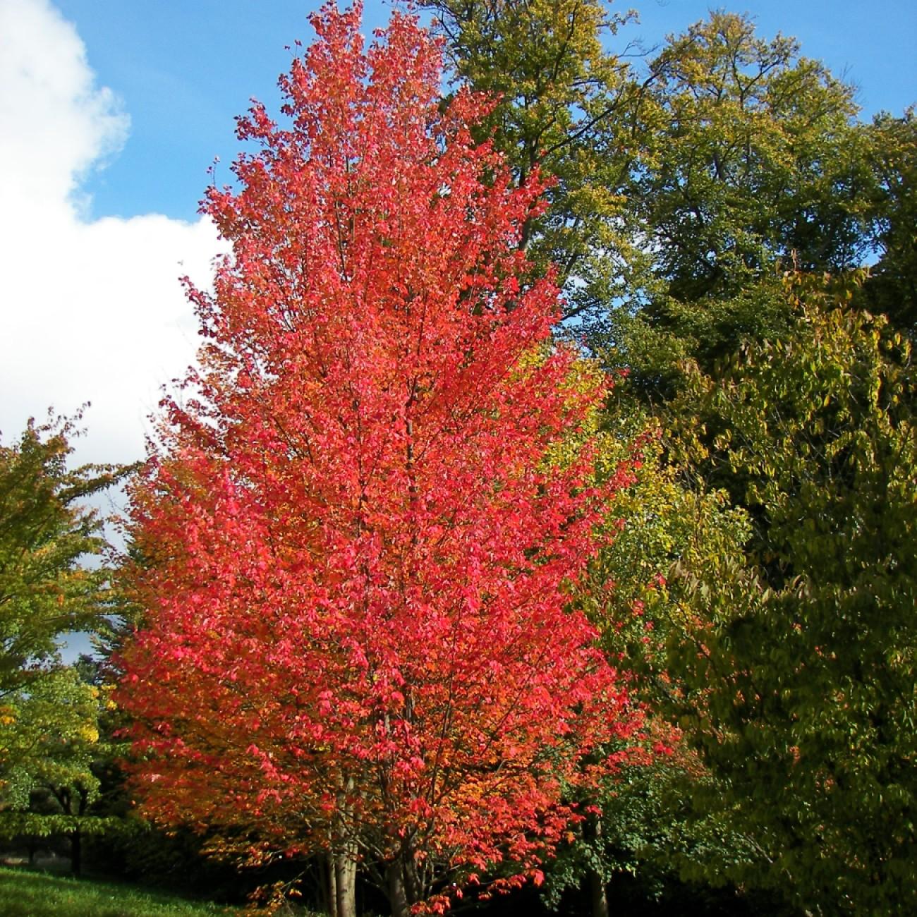 red maple (Acer rubrum 'Columnare') plant — close-up photo