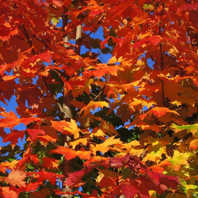 red maple (Acer rubrum 'October Glory') plant — close-up photo