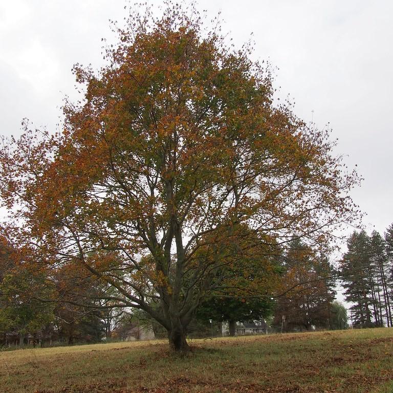 Red Maple (Acer rubrum) plant — close-up photo