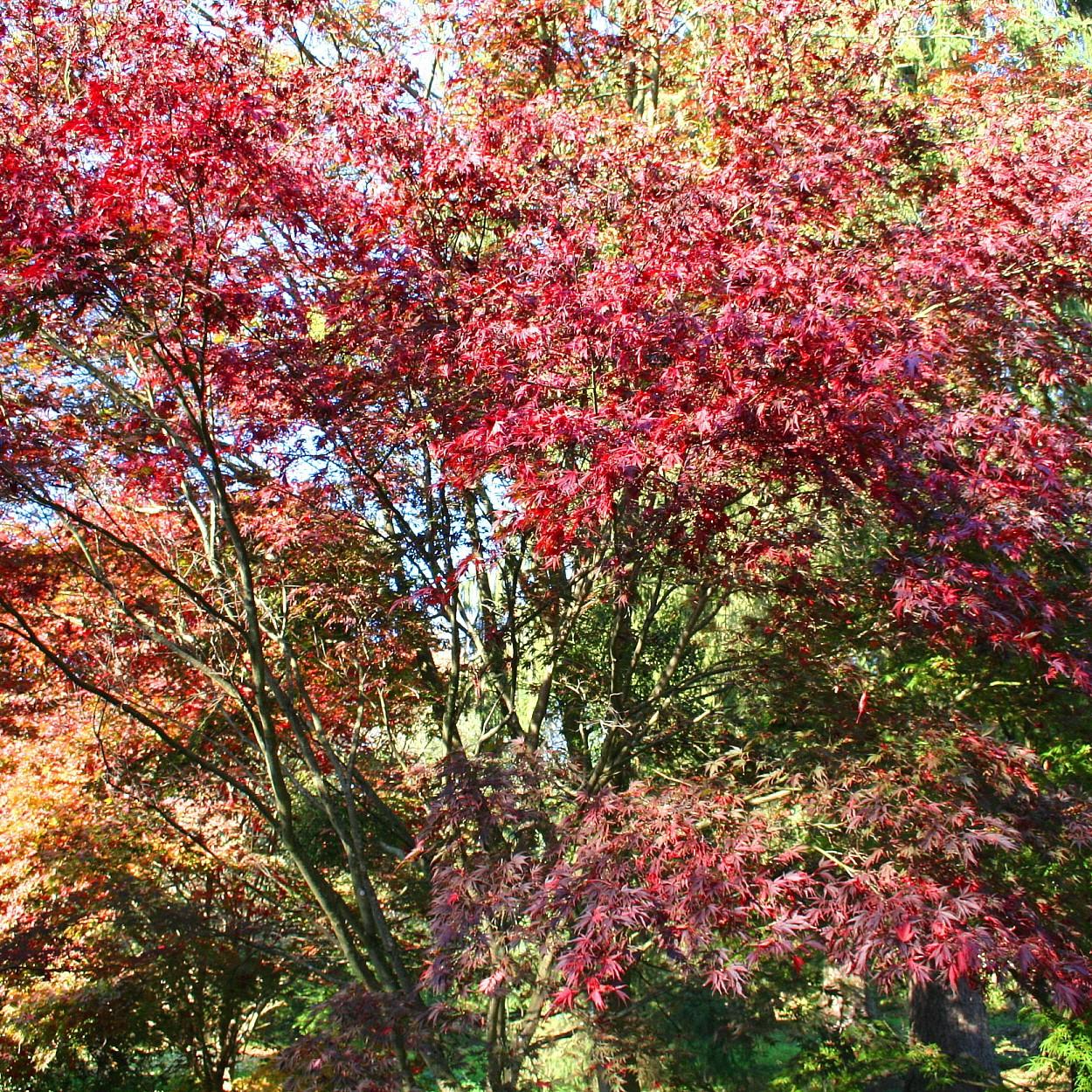 Red Select Japanese Maple* (Acer palmatum 'Red Select') plant — close-up photo