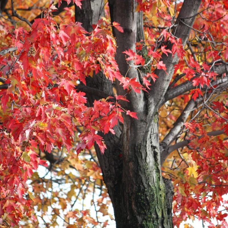 Red Sunset® Red Maple (Acer rubrum 'Franksred') plant — close-up photo