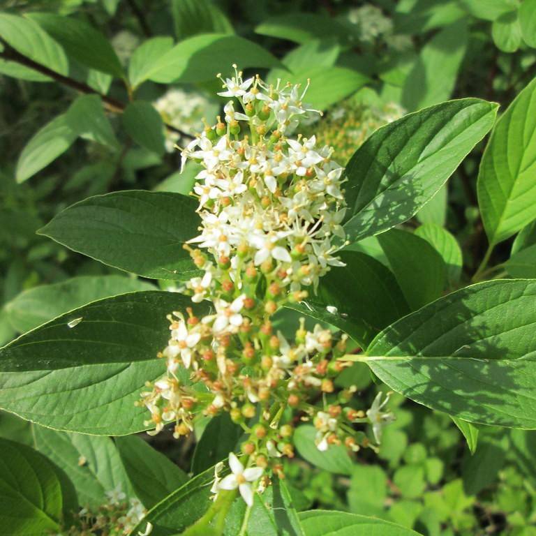 red twig dogwood (Cornus sericea) plant — close-up photo