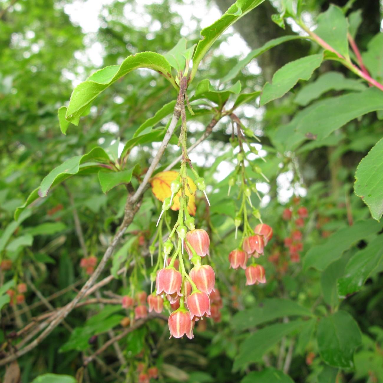 redvein enkianthus (Enkianthus campanulatus var. sikokianus) plant — close-up photo