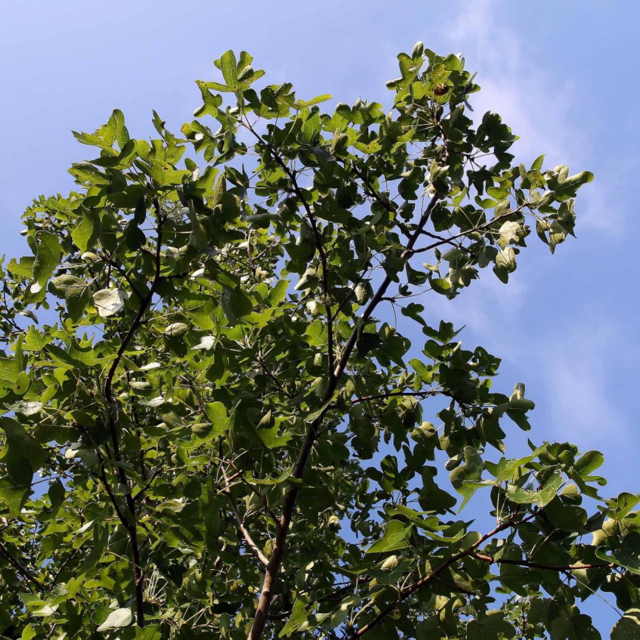 Round Leaf Sweet Gum (Liquidambar styraciflua 'Rotundiloba') plant — close-up photo
