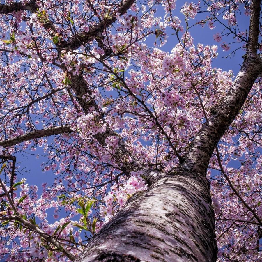 Royal Empress Tree (Paulownia tomentosa) plant — close-up photo