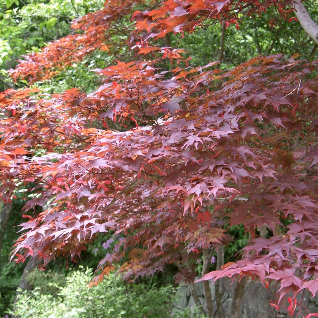 Ruslyn In The Pink Japanese Maple (Acer palmatum 'Ruslyn In The Pink') plant — close-up photo