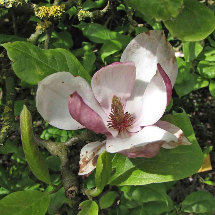 Rustica Rubra Magnolia (Magnolia x soulangeana 'Rustica Rubra') plant — close-up photo