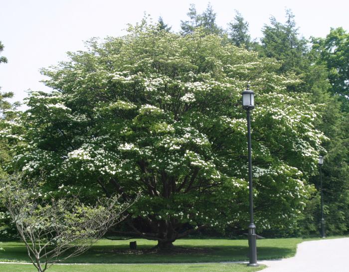Samaritan Chinese Dogwood (Cornus kousa 'Samaritan') plant — close-up photo