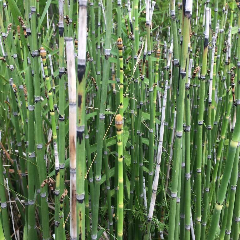 scouringrush horsetail (Equisetum hyemale) plant — close-up photo