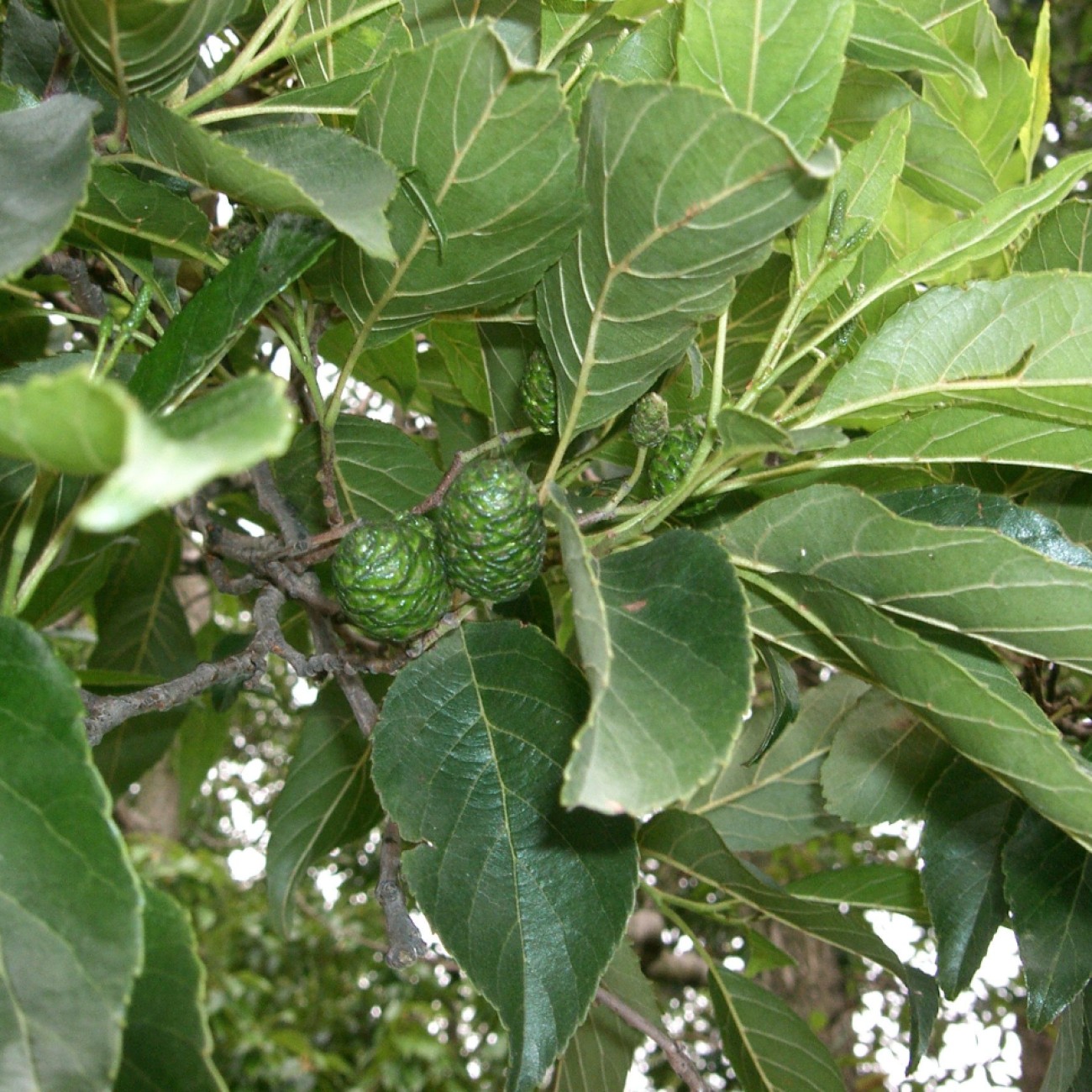 seaside alder (Alnus maritima subsp. oklahomensis 'September Sun') plant — close-up photo