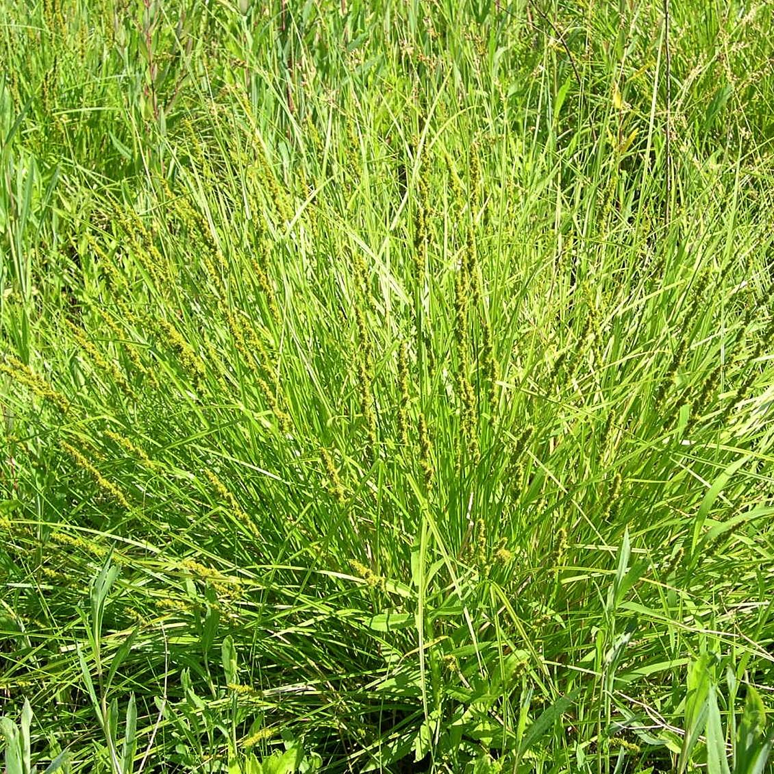 sedge (Carex cherokeensis) plant — close-up photo