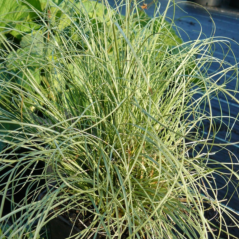 sedge (Carex comans) plant — close-up photo