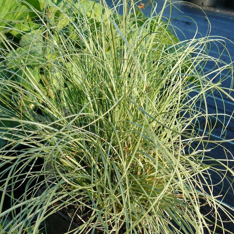 sedge (Carex comans 'Frosted Curls') plant — close-up photo