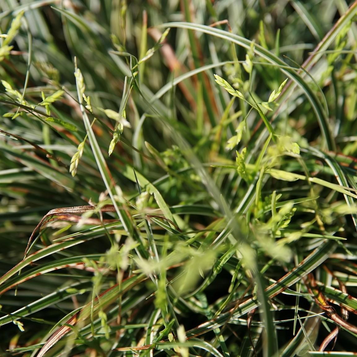 sedge (Carex conica 'Snowline') plant — close-up photo