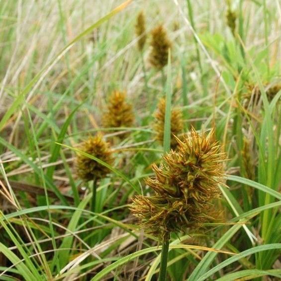 sedge (Carex cristatella) plant — close-up photo