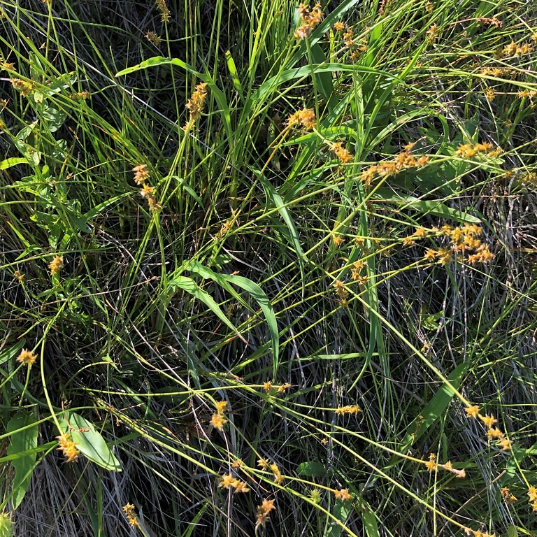 sedge (Carex crus-corvi) plant — close-up photo