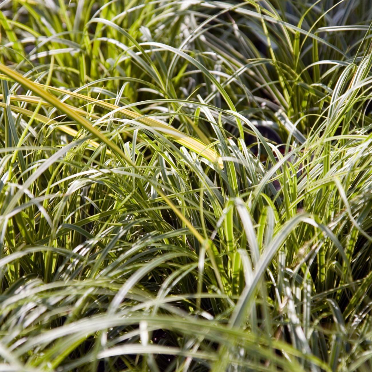 sedge (Carex dolichostachya 'Kaga-nishiki' GOLD FOUNTAINS) plant — close-up photo