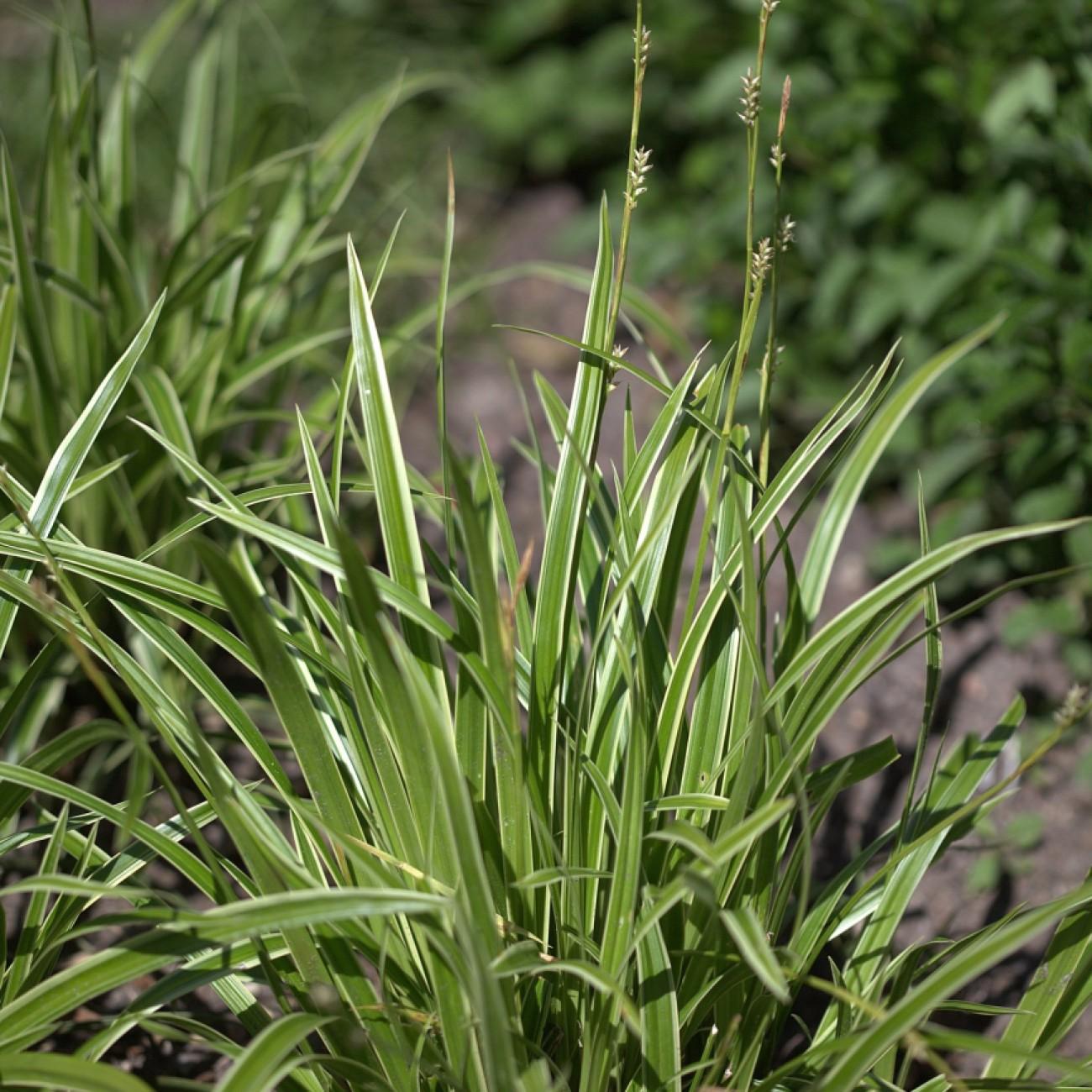 sedge (Carex 'Ice Dance') plant — close-up photo