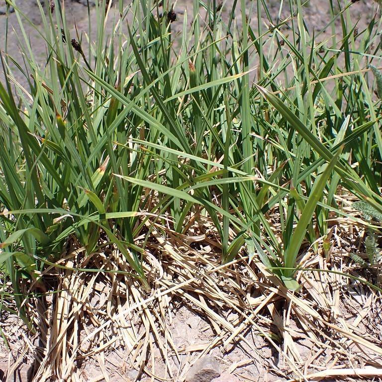 sedge (Carex laxiculmis 'Hobb' BUNNY BLUE) plant — close-up photo