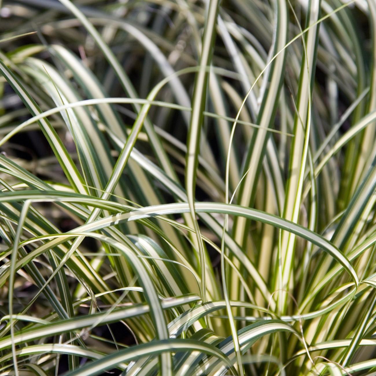 sedge (Carex oshimensis 'Evergold') plant — close-up photo