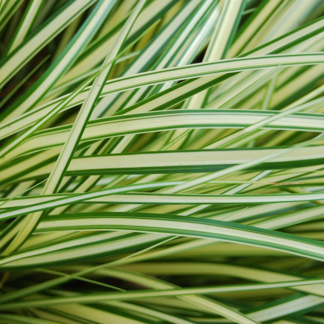sedge (Carex oshimensis 'Everoro') plant — close-up photo