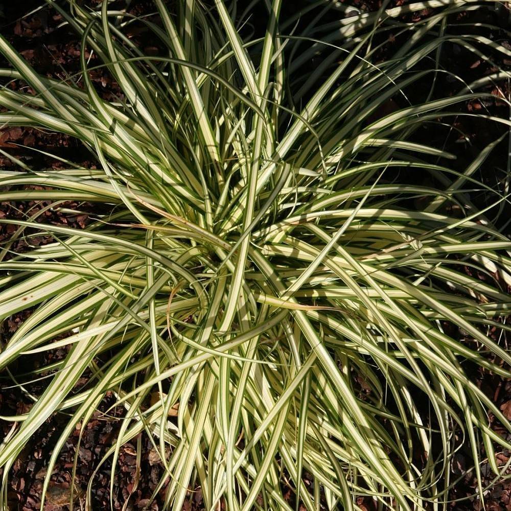 sedge (Carex oshimensis 'Gold Strike') plant — close-up photo