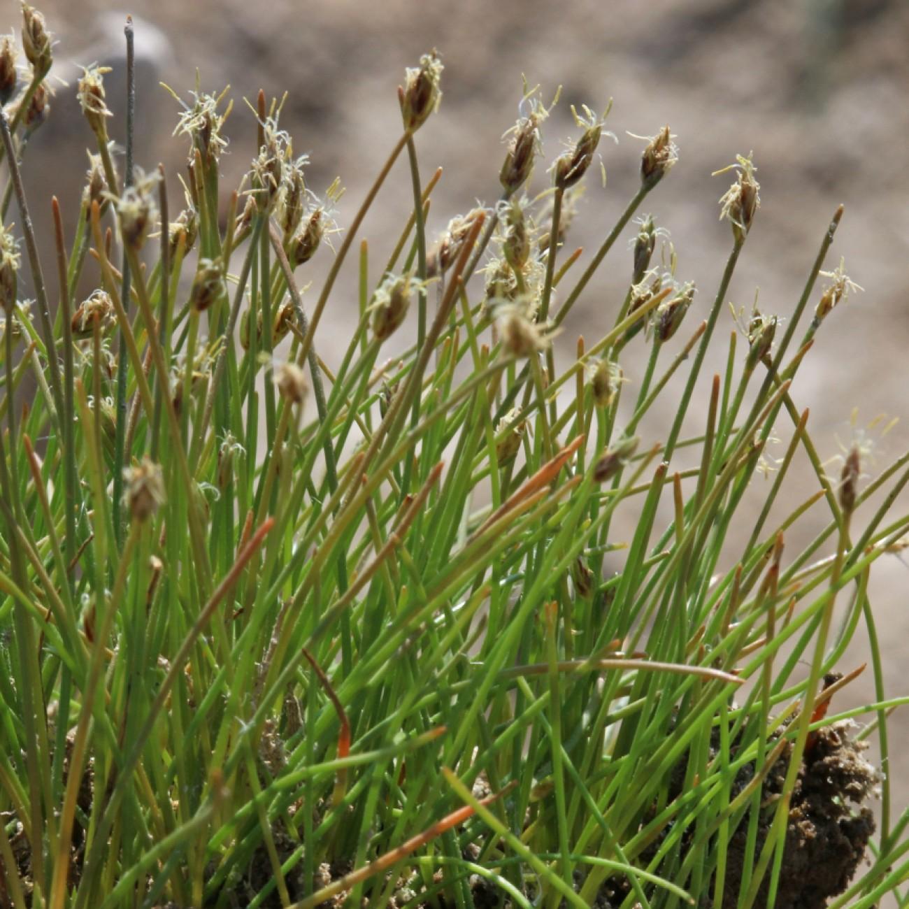 sedge (Carex pensylvanica 'Straw Hat') plant — close-up photo
