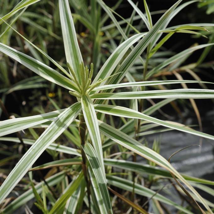 sedge (Carex phyllocephala 'Sparkler') plant — close-up photo
