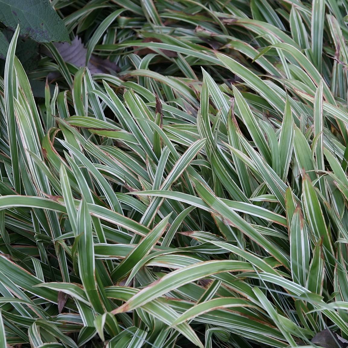 sedge (Carex siderosticha 'Kisokaido' SPRING SNOW) plant — close-up photo