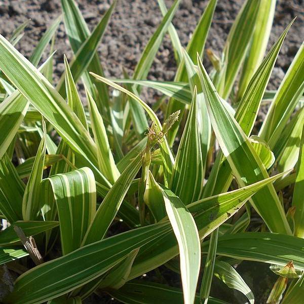 sedge (Carex siderosticha 'Shima-nishiki' ISLAND BROCADE) plant — close-up photo