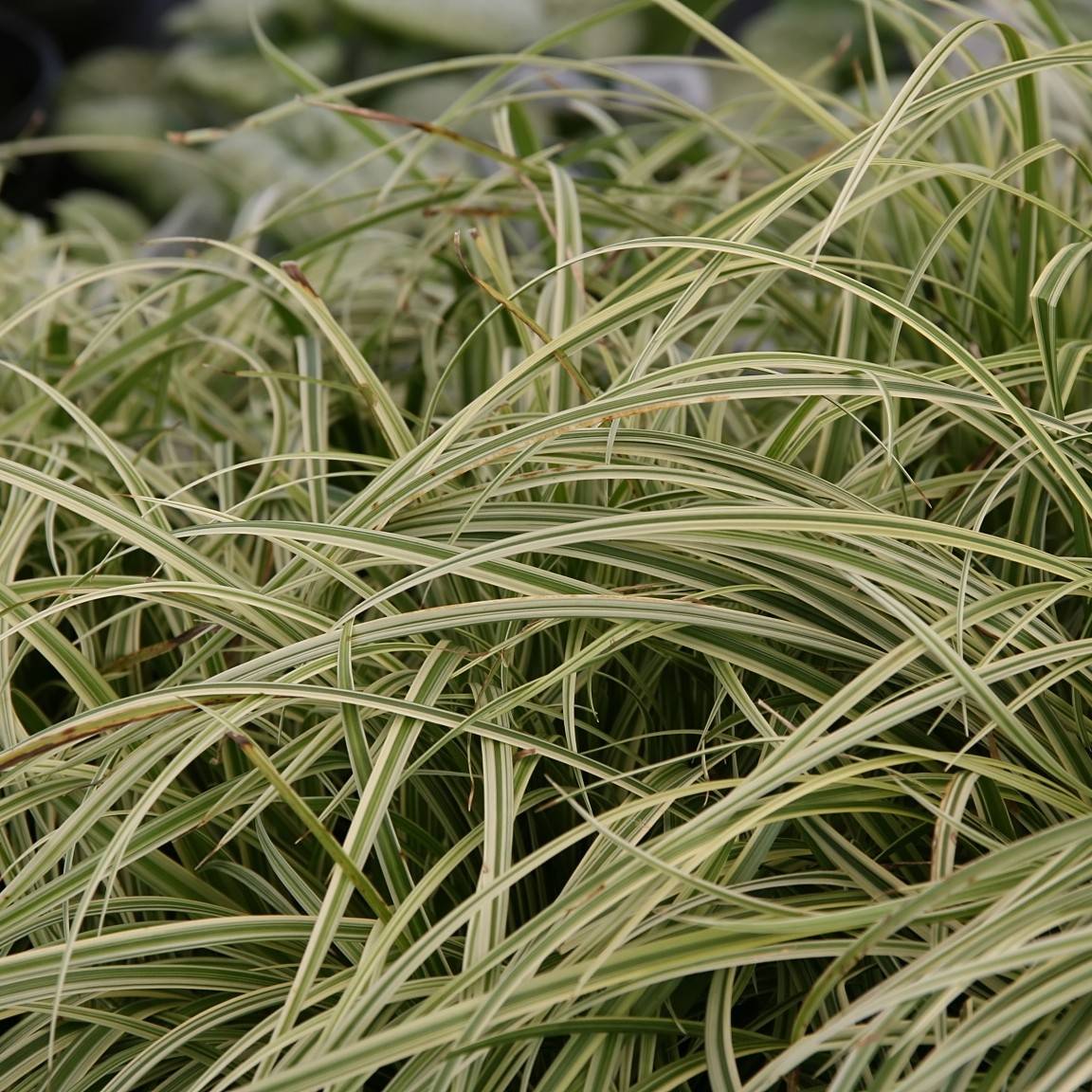 sedge (Carex 'Silver Sceptre') plant — close-up photo